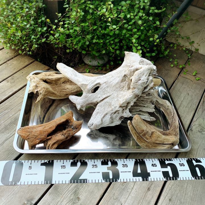流木No.346アク抜き済 煮沸紫外線殺菌済 爬虫類トカゲシェルター素材