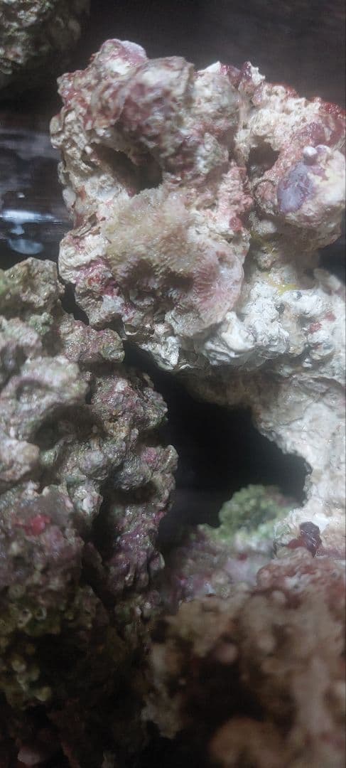 天然ライブロック 中型 多色 コーラル 高グレード8点 魚用品・水草