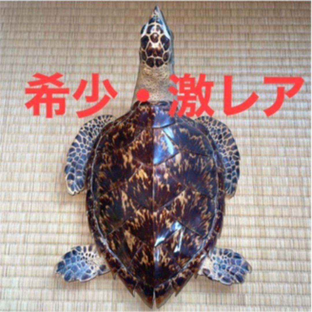 希少・激レア】ウミガメ(タイマイ・海亀)剥製 鼈甲(べっこう・べっ甲