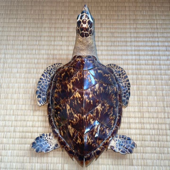 希少・激レア】ウミガメ(タイマイ・海亀)剥製 鼈甲(べっこう・べっ甲