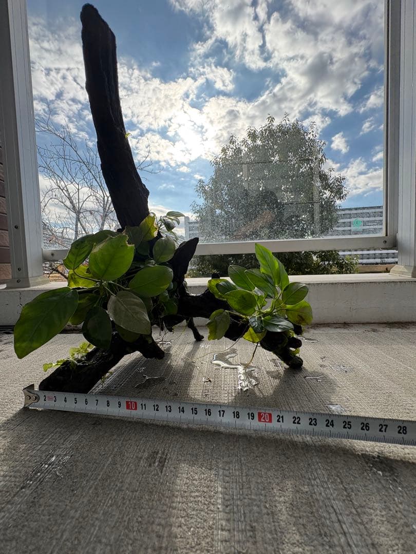 水槽用流木とアヌビアス 観葉植物のセット