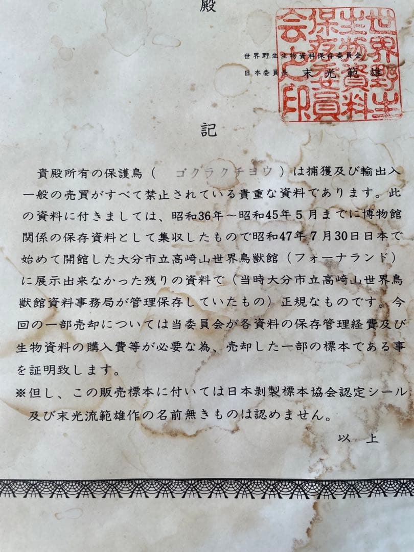 世界鳥獸館（フォーナランド）鳥剥製極楽鳥ゴクラクチョウ証明書付き