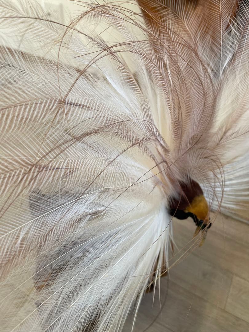 世界鳥獸館（フォーナランド）鳥 剥製 極楽鳥 ゴクラクチョウ 証明書付き