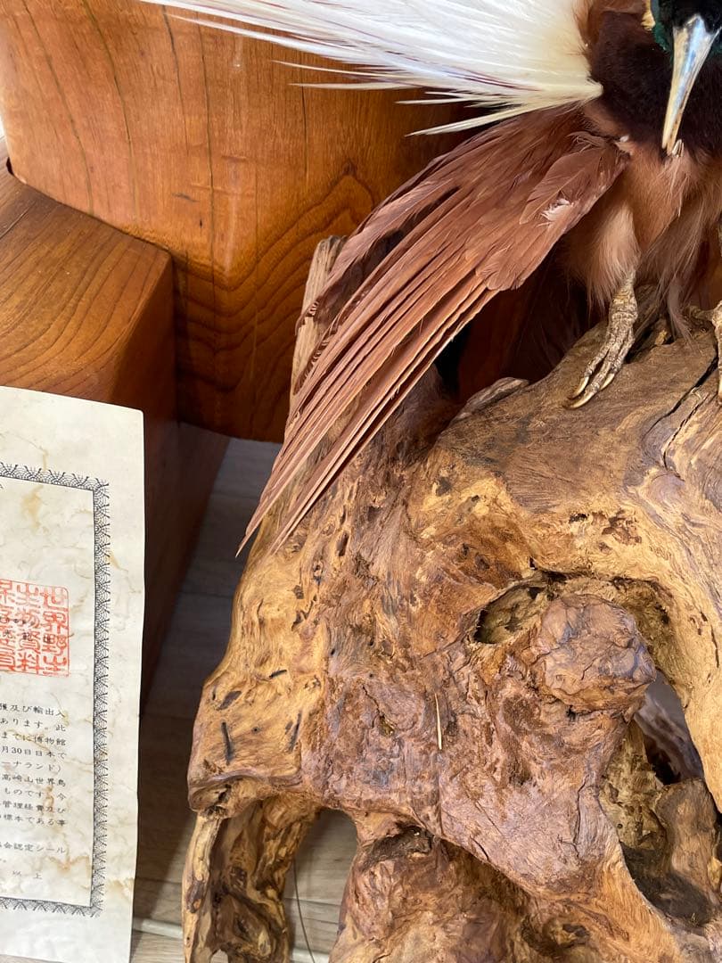 世界鳥獸館（フォーナランド）鳥 剥製 極楽鳥 ゴクラクチョウ 証明書付き
