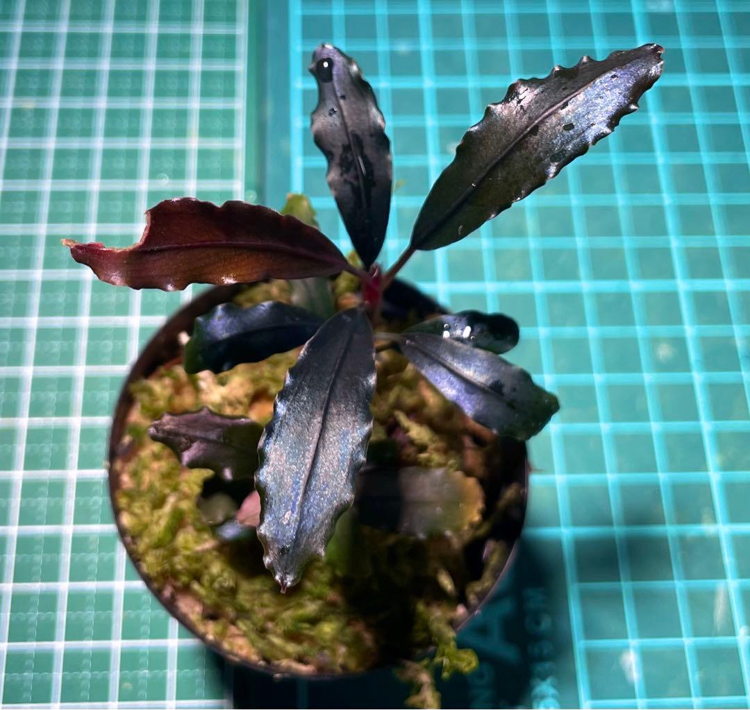 Bucephalandra sp.Ghost kalimantan Bucephalandra sp.Ghost