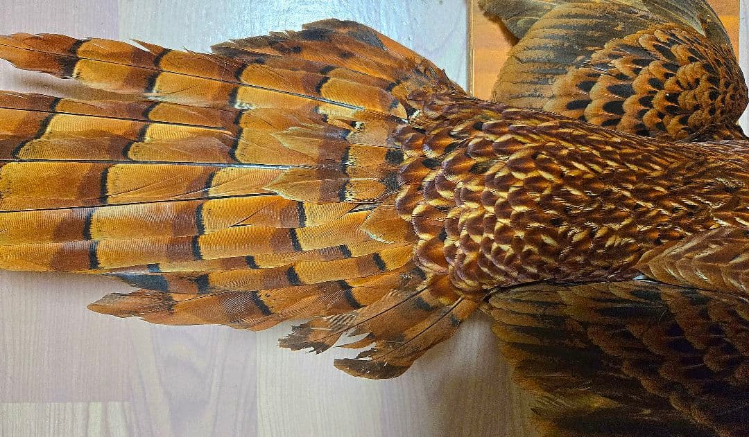 西直樹ページ　　剥製 セット　コウライキジ　ヤマドリ　台座付き