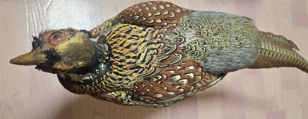 西直樹ページ　　剥製 セット　コウライキジ　ヤマドリ　台座付き