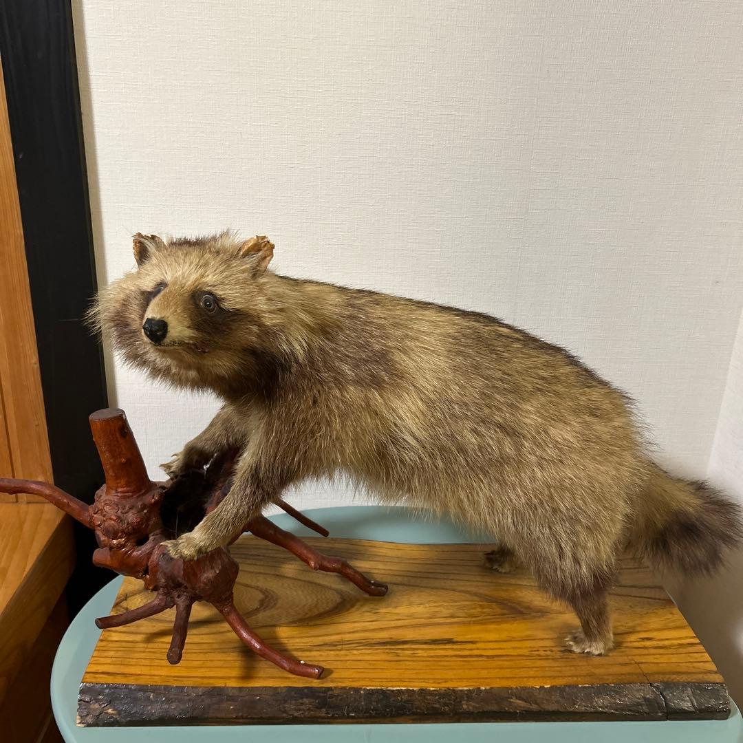 たぬき 剥製 置物 - メルカリ