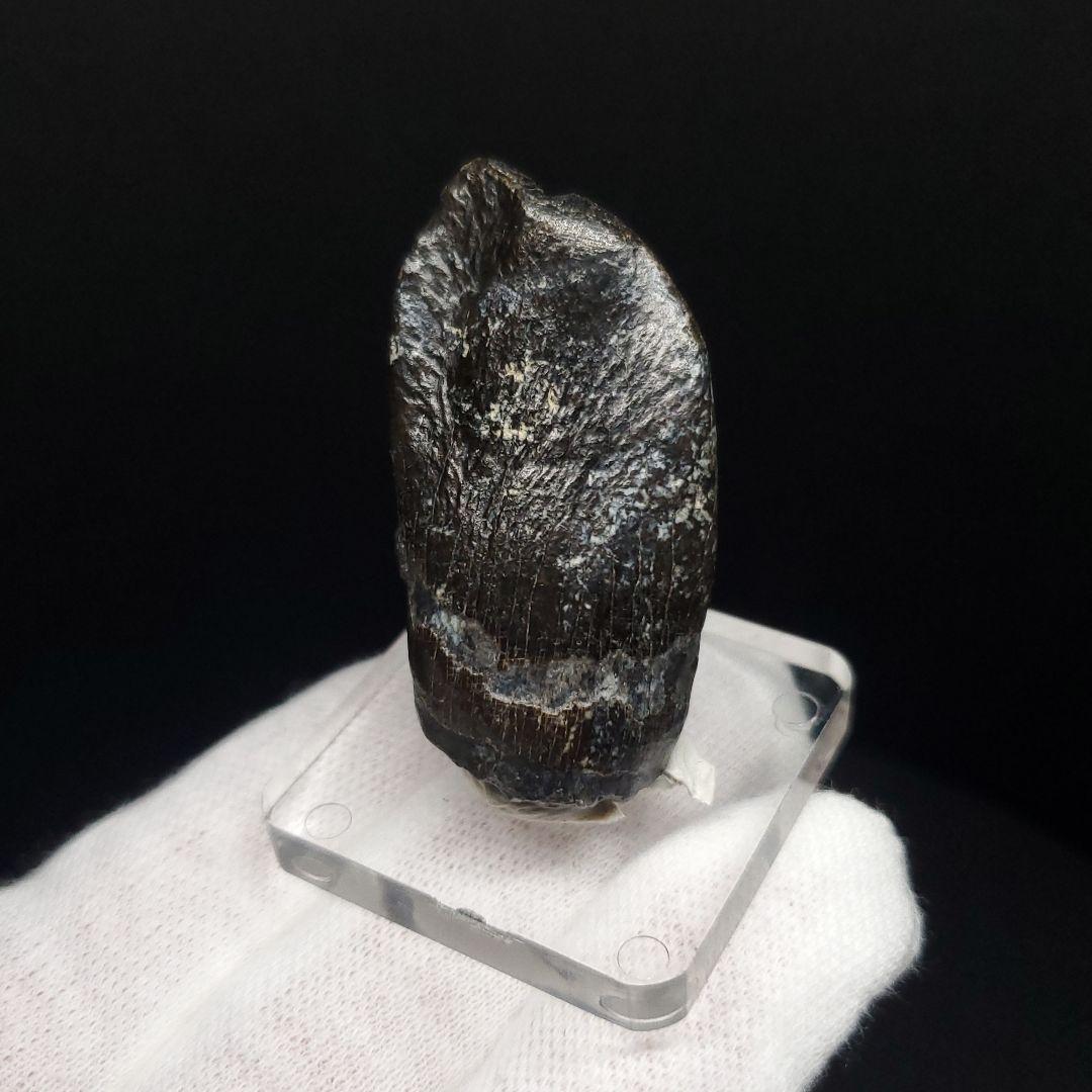 極上 ジョバリア 歯 化石 本物 モロッコ産 41.18mm fr146