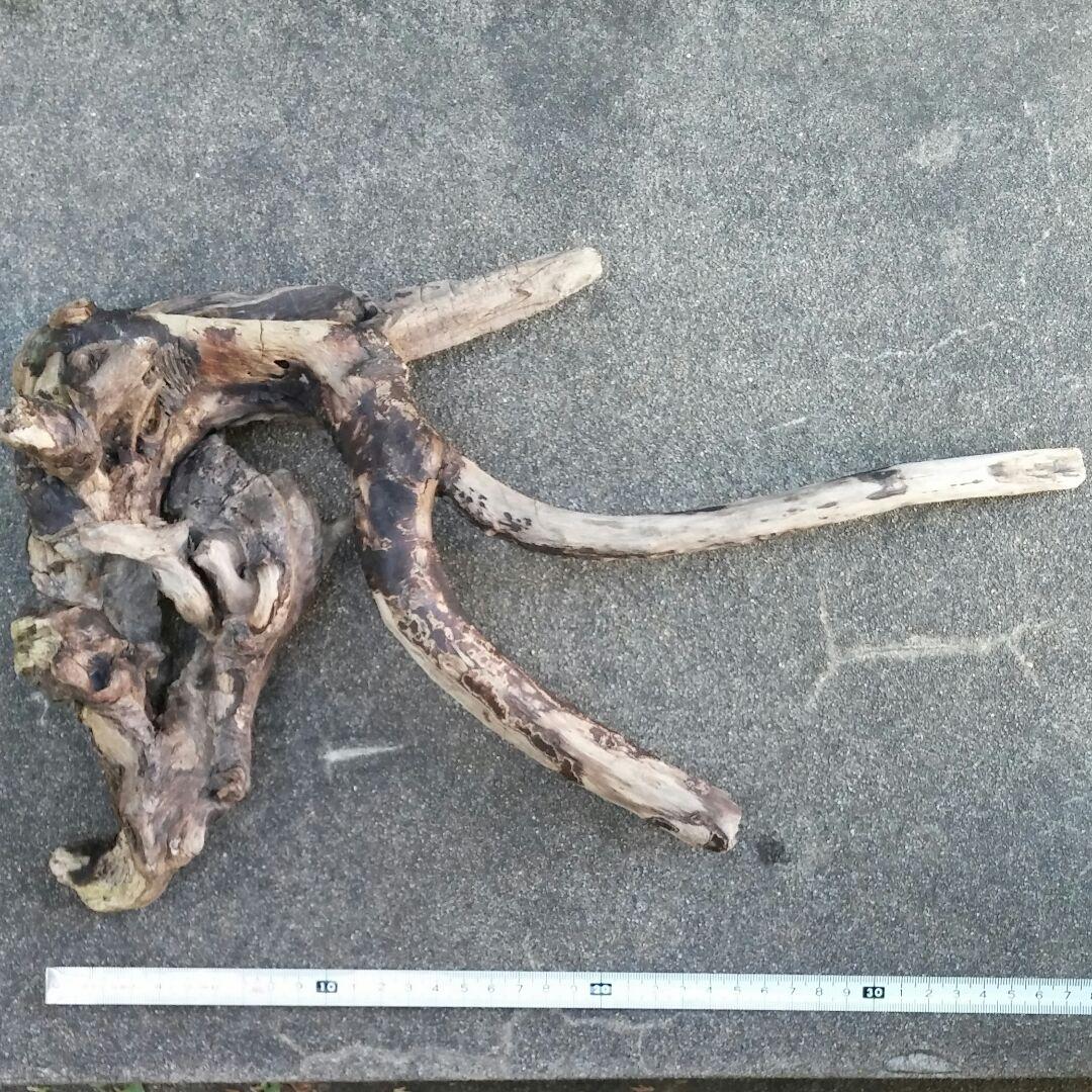 流木【アクアリウム】 - 置物オンライン ショップ