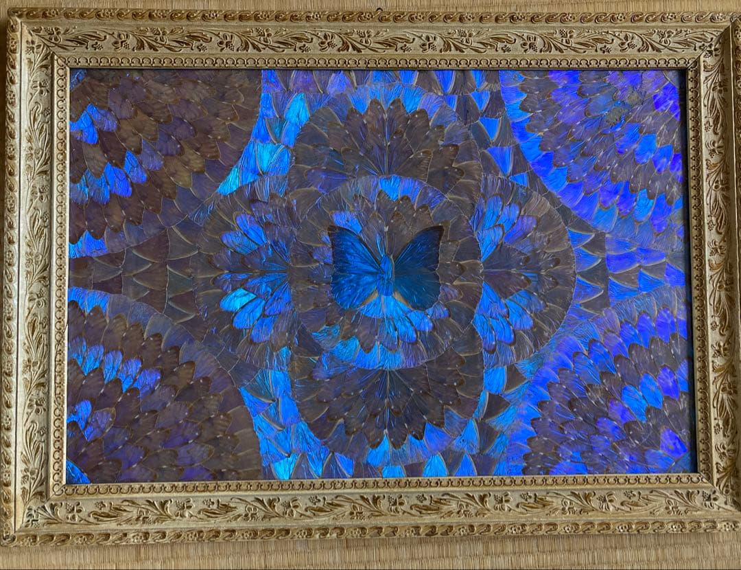 モルフォ蝶 大型額入り美術品 約49cm✖️69cm