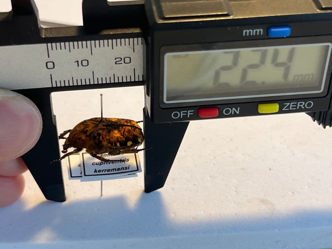 30mm】カブトハナムグリ コガネムシ プラチナコガネ カナブン