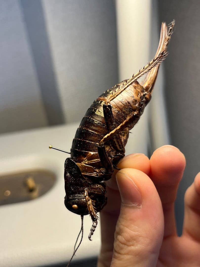 88mm♀】ヨロイコロギス Bradyporus リオック 直翅類 標本