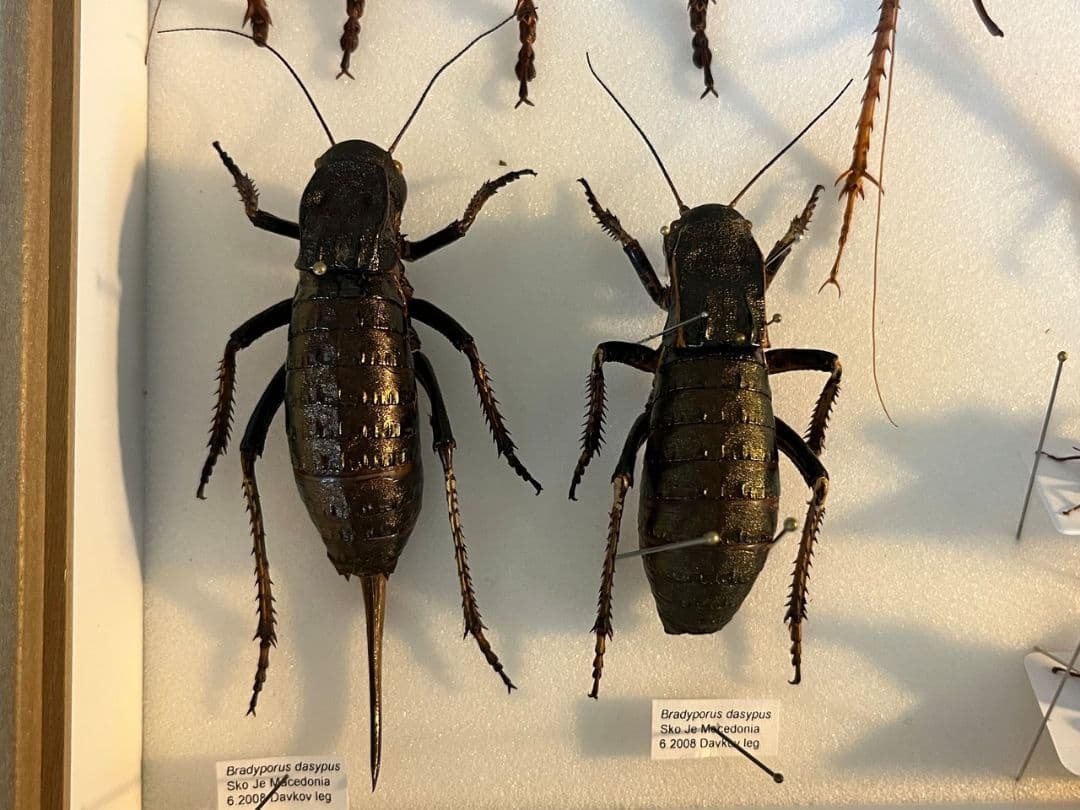 88mm♀】ヨロイコロギス Bradyporus リオック 直翅類 標本