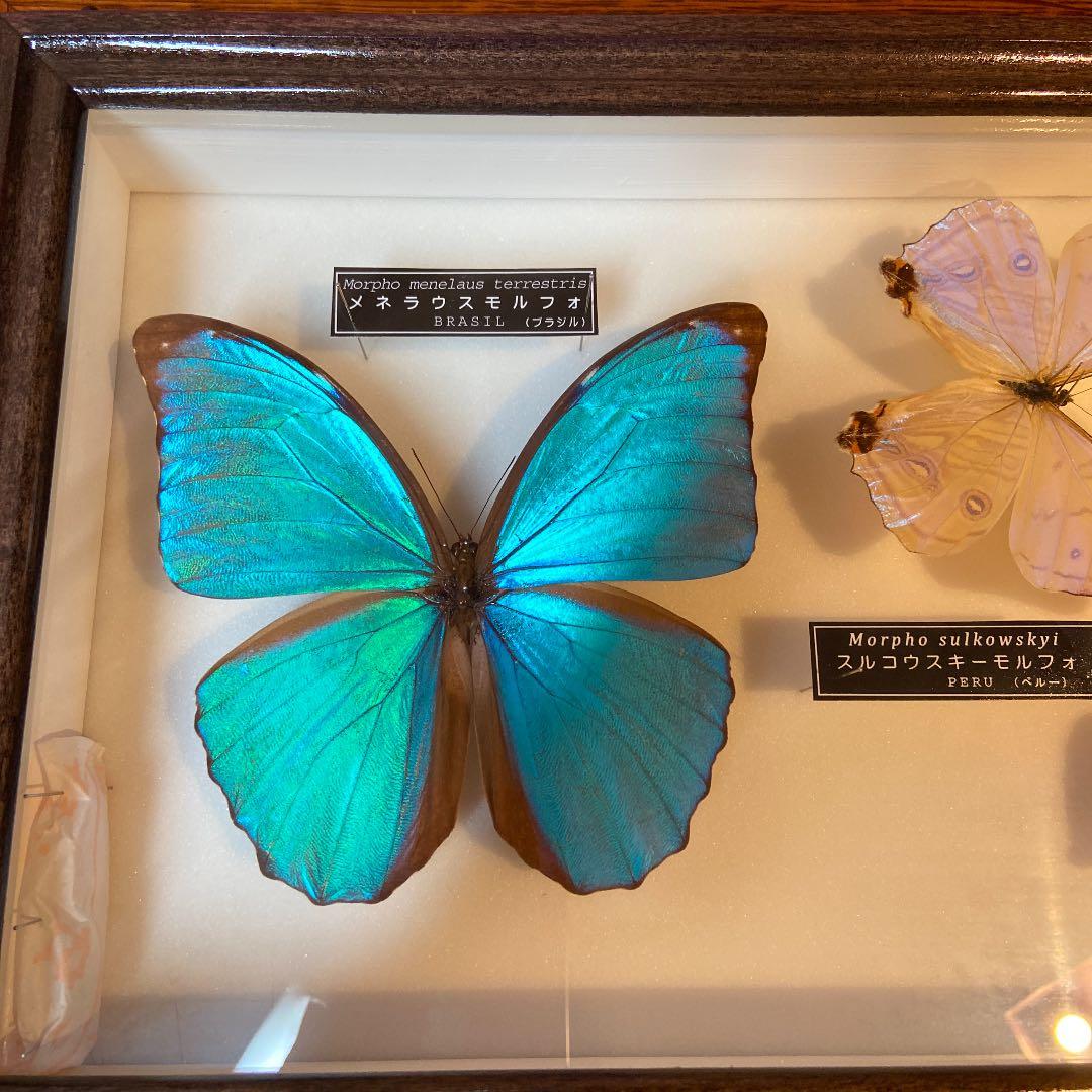 名和昆虫博物館 蝶の標本5種類 メネラウスモルフォ メネラウスモルフォ
