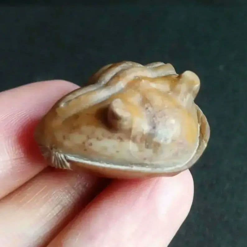 化石 三葉虫 ロシア産 防御姿勢 エンロール 美麗標本 極めて希少