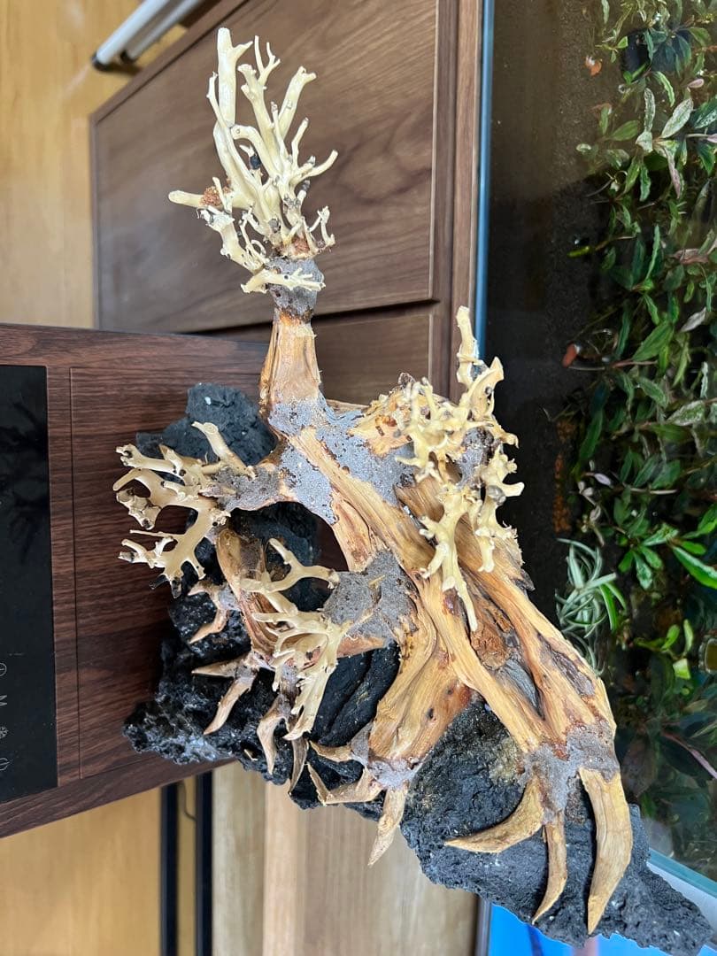 盆栽流木 流木 アクアリウム。ミニ盆栽