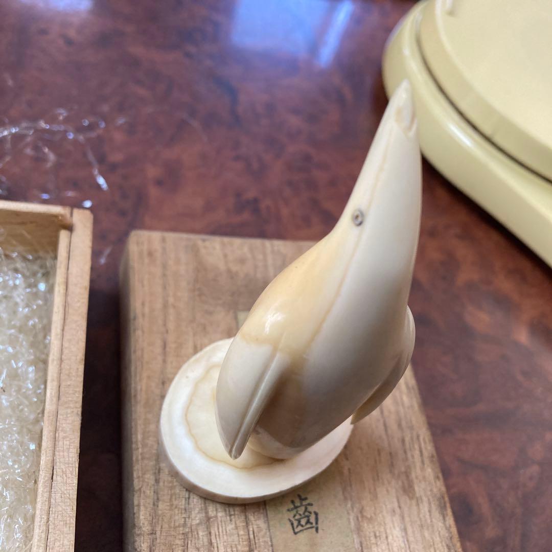 ペンギン マッコウクジラ 歯 クジラの歯 抹香 鯨 (81g)専用箱付き