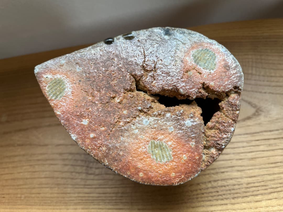 アンモナイトの化石 ベルギーで入手a009(yh)