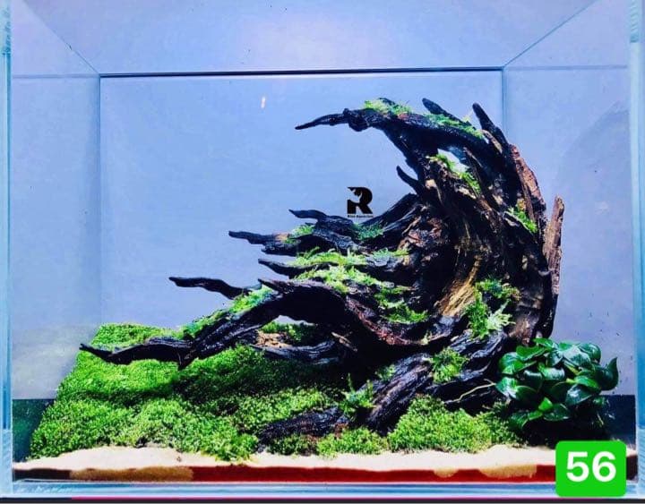 ADA ホーンウッド 流木2 ADA ホーンウッド流木セット