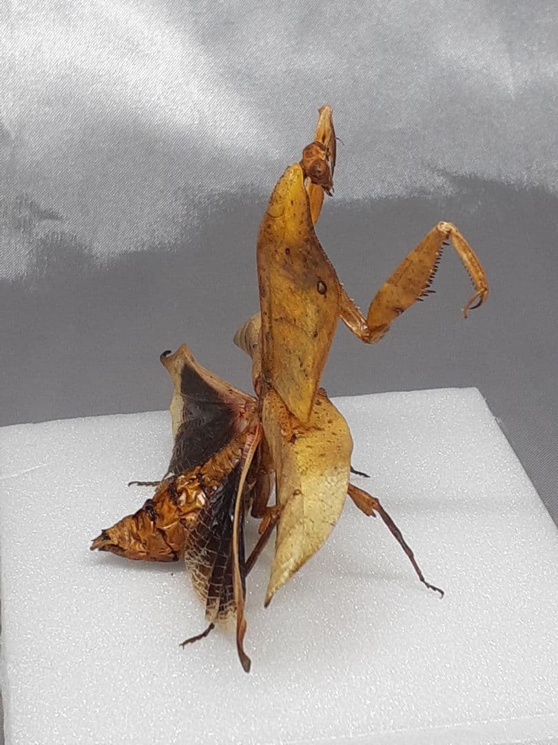 マルムネカレハカマキリ雌 立体標本 - メルカリ