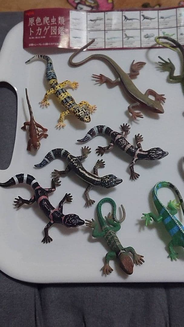 原色爬虫類トカゲ 図鑑 24体セット