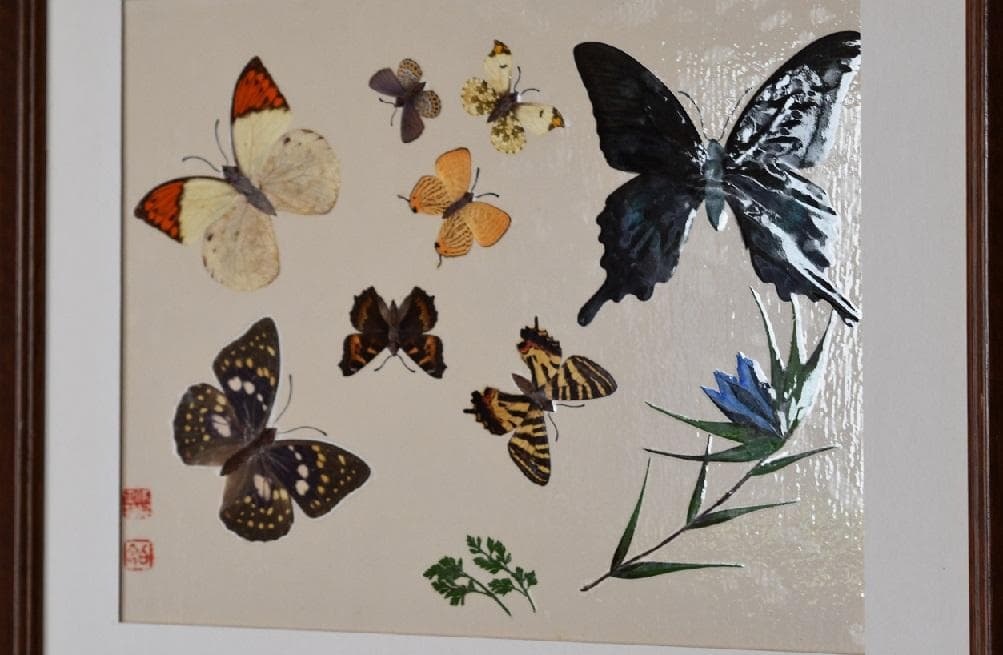 工芸作品・蝶 草花 飼育天然記念物採集地 信州/博物館・教材