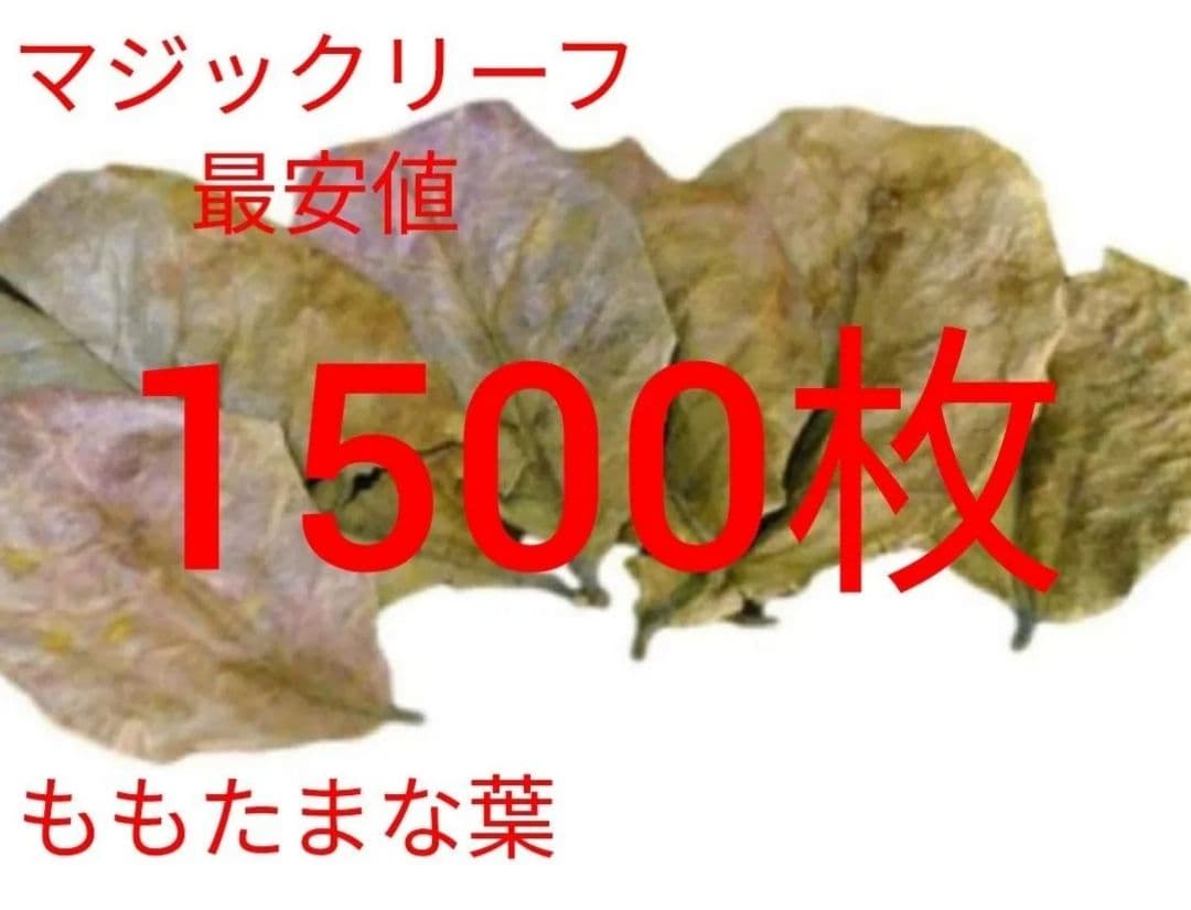 大小様々 無農薬マジックリーフ 天然ももたまな葉 1500 枚 - メルカリ