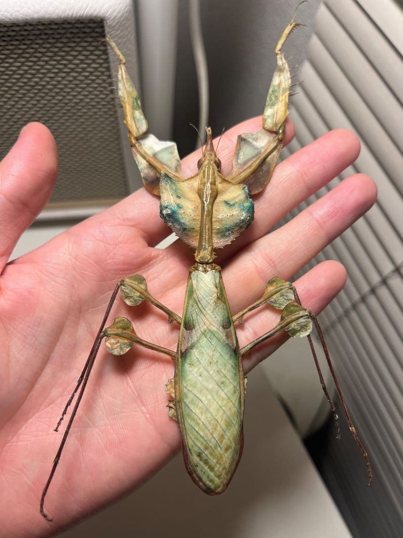 114mm】ニセハナマオウカマキリ マンティス 昆虫標本 直翅類の通販はau