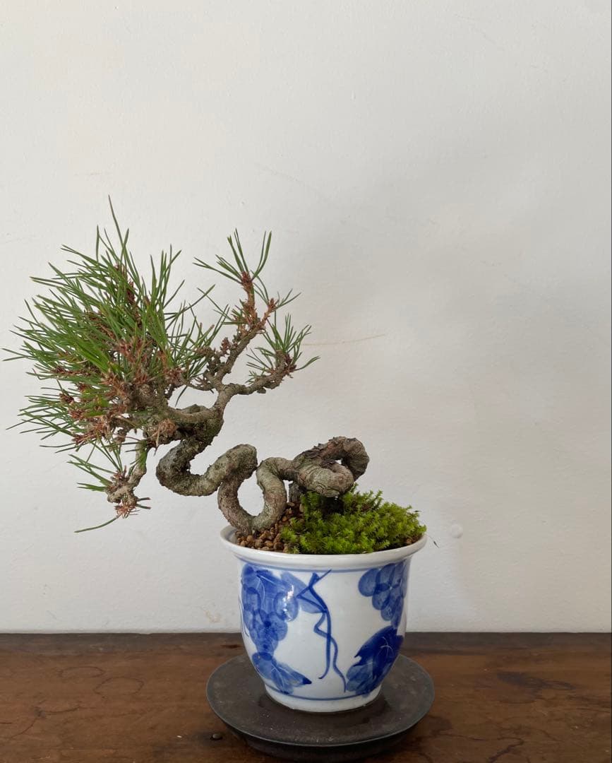 heirlooms 希少 カヤン族 伝世玉 Lukut Sekala