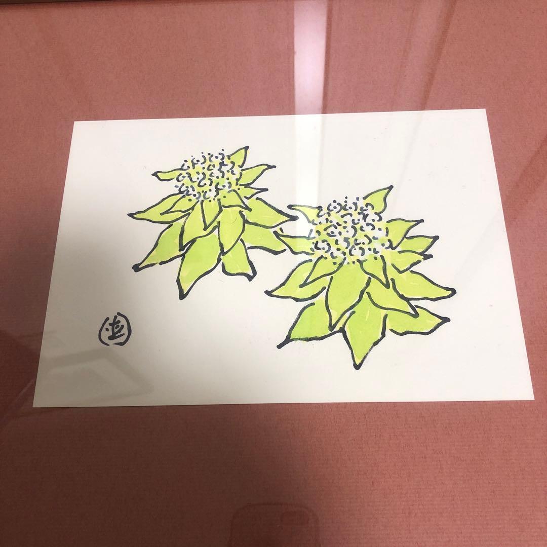 坂本直行　ふきのとう　水彩画