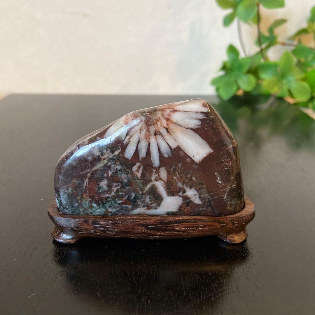 銀河に咲く菊花石☆ 鑑賞石菊花石