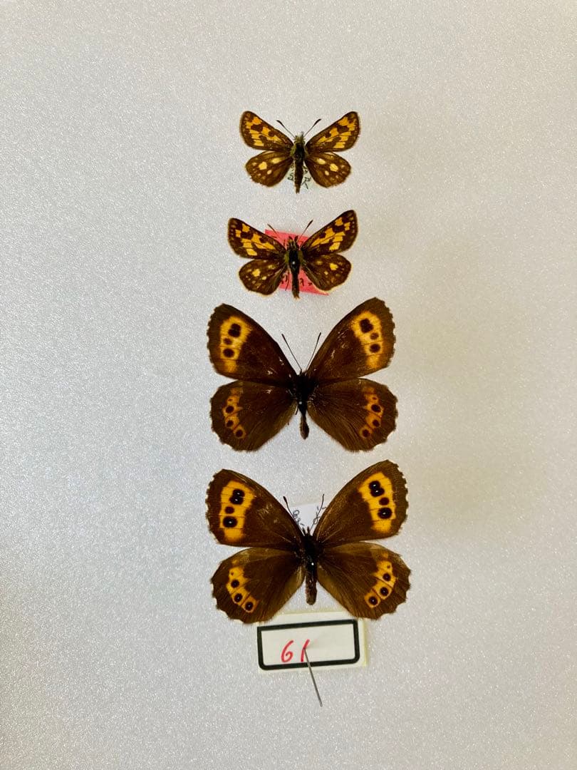 異常型】パルナシウス・アポロ・ウィスコッティ（1オス、スウェーデン産）