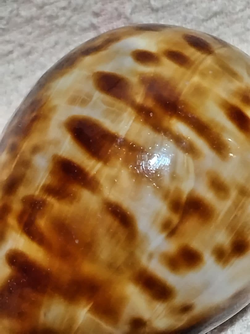 貝殻 ビードロダカラ (タカラガイ科) 美術品・アンティーク・コレクション