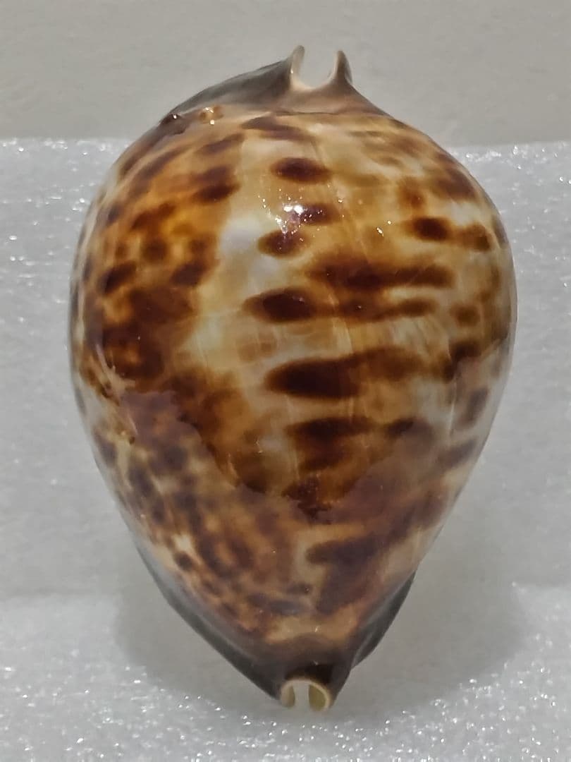 貝殻 ビードロダカラ (タカラガイ科) 美術品・アンティーク・コレクション