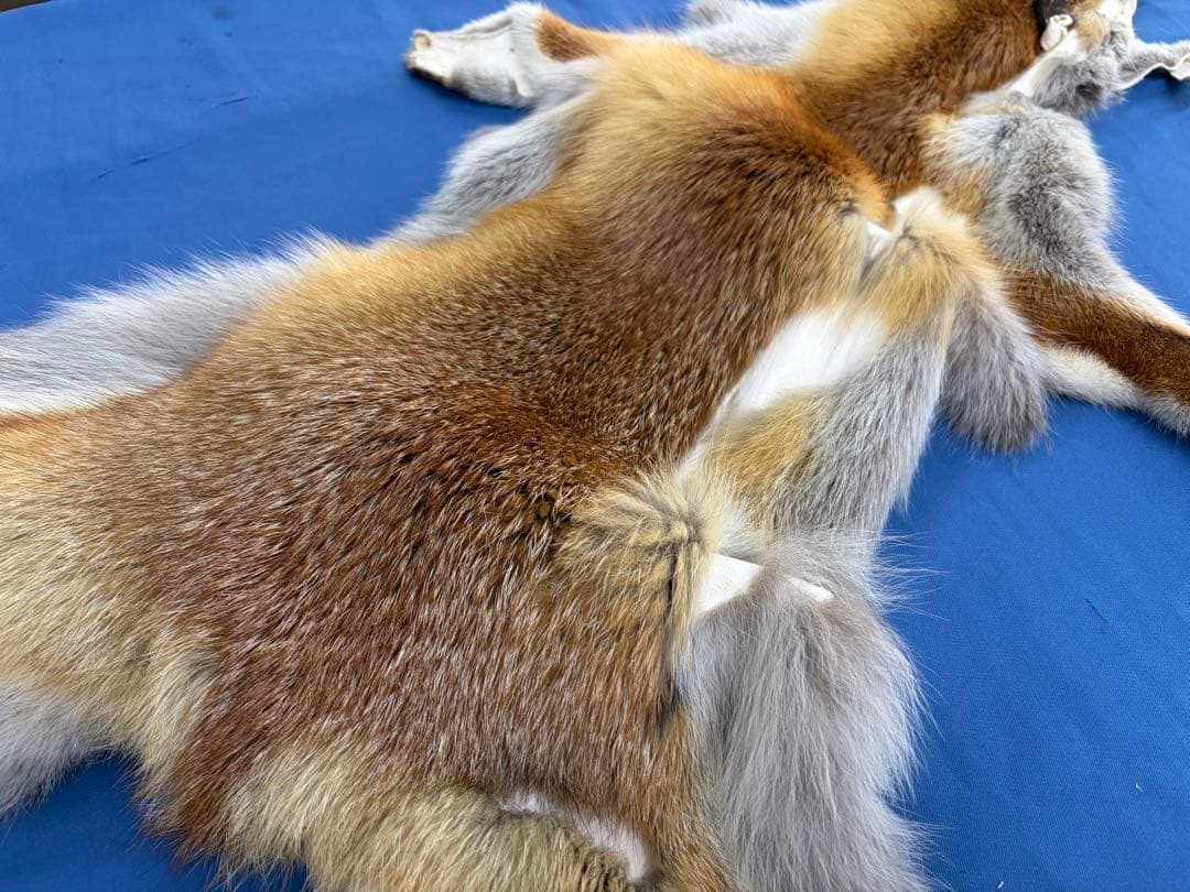 ろく様107【毛皮】赤狐処分No2、顔、脚、尾