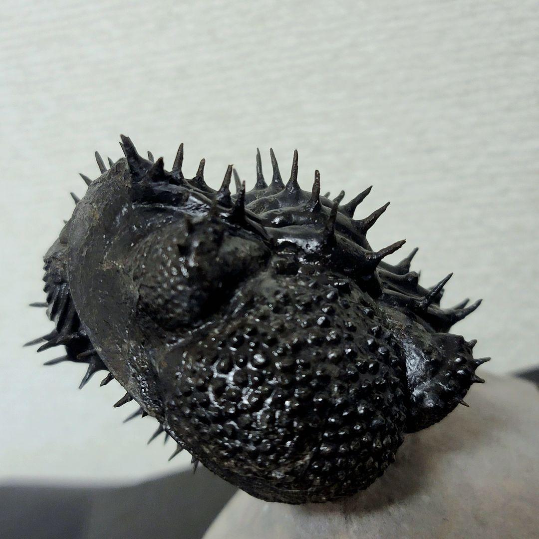 Drotops armatus】三葉虫 化石標本☆trilobite☆モロッコ