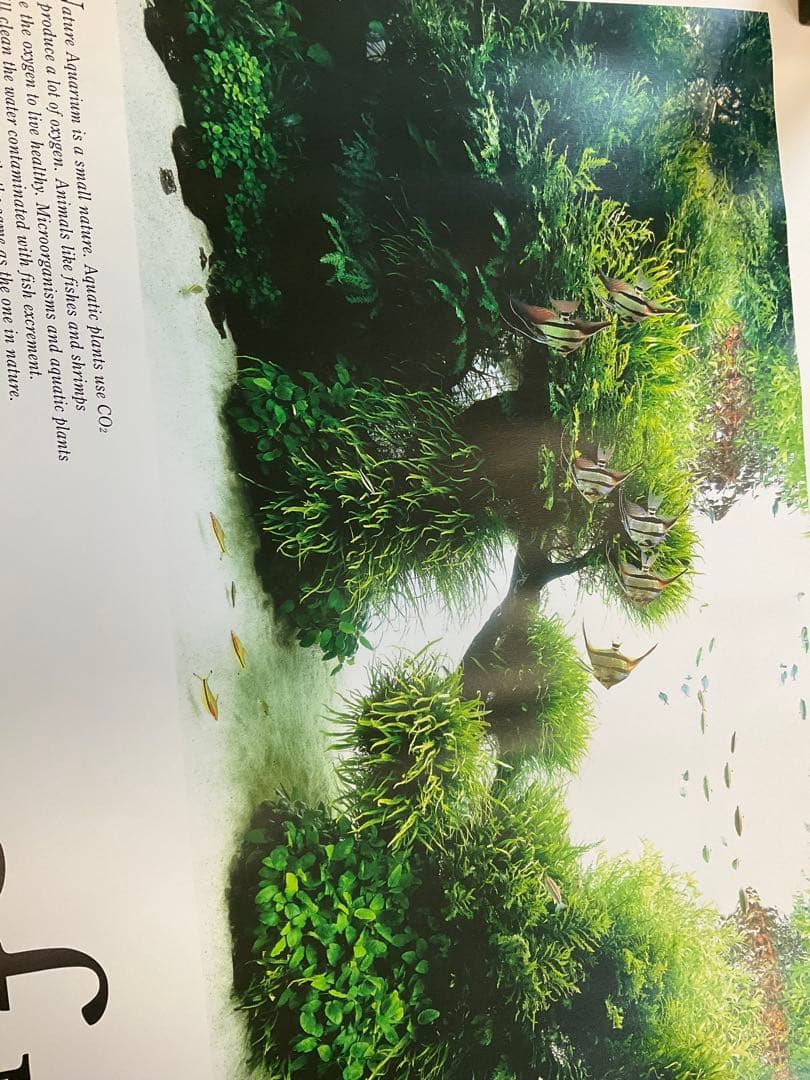 ADA ポスター 2枚セット