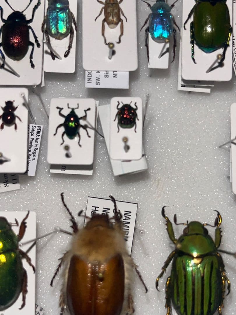 4mm】コブハムシ 赤銅色 コメツキムシ昆虫標本甲虫タマムシスハンダエ