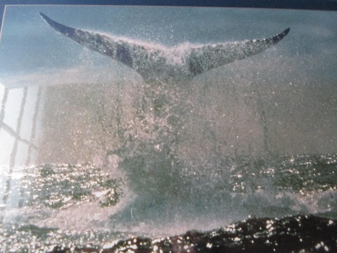 ビンテージパズル ◎アナザーワールド◎鯨ハンプバックホエール1000P未