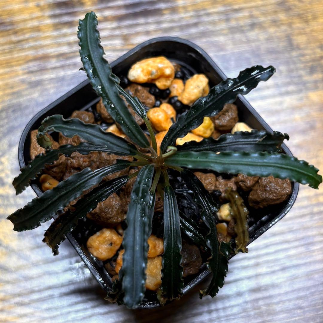 h*3様 ブセファランドラ sp.バンジャルバルダークグリーン【カミハタ2013