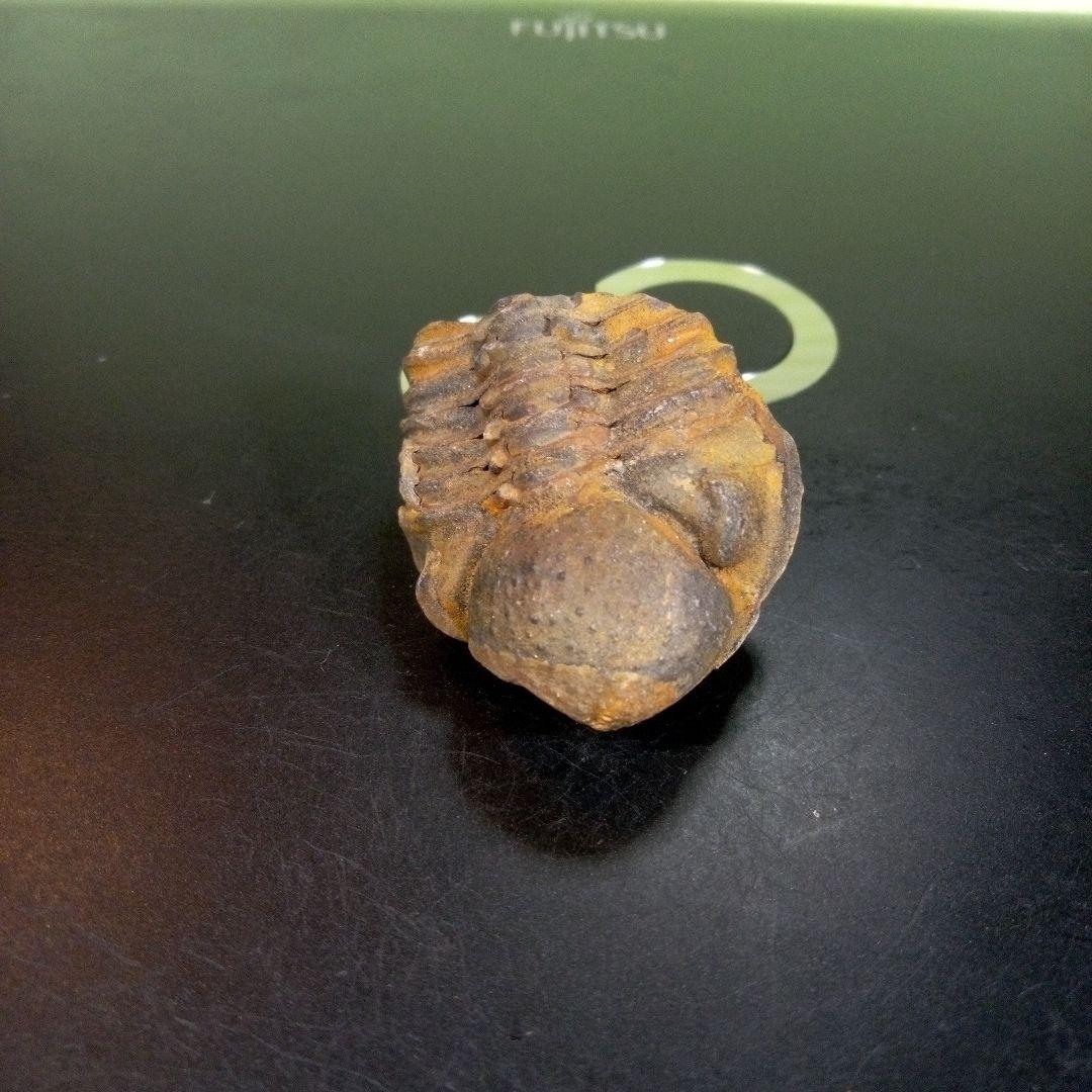 三葉虫 化石 fossil ボリビア産 trilobite 三葉虫判別⑦