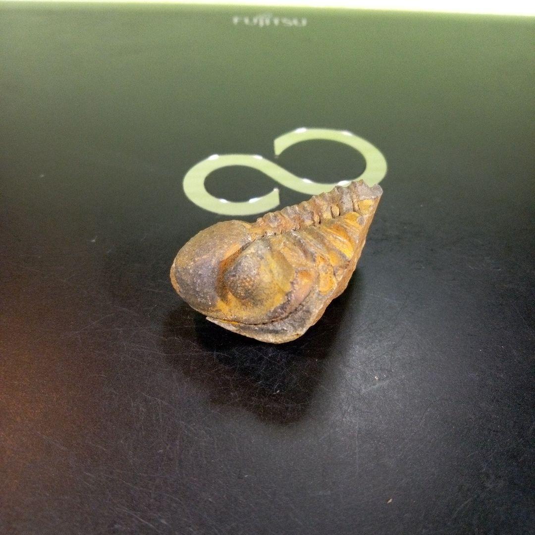 三葉虫 化石 fossil ボリビア産 trilobite 三葉虫判別⑦
