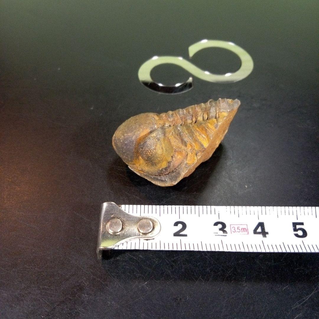 三葉虫 化石 fossil ボリビア産 trilobite 三葉虫判別⑦