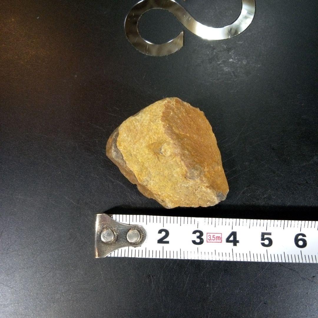 三葉虫 化石 fossil ボリビア産 trilobite 三葉虫判別⑦