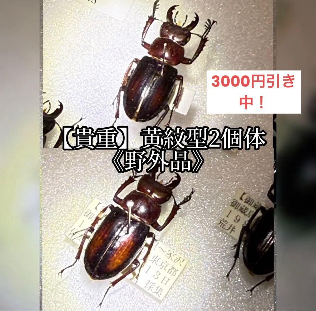 ミクラミヤマクワガタ 標本 前赤タイプ 規制前採集品】硫黄島産 ミシマ