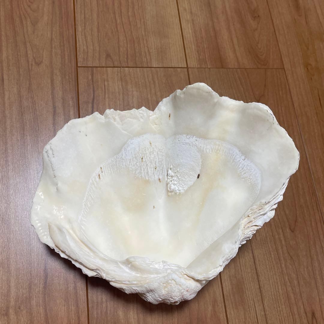 天然貝殻 波状 白 しゃこがい 宮古島 1990年代 大きめ 貝殻 貝 シェル