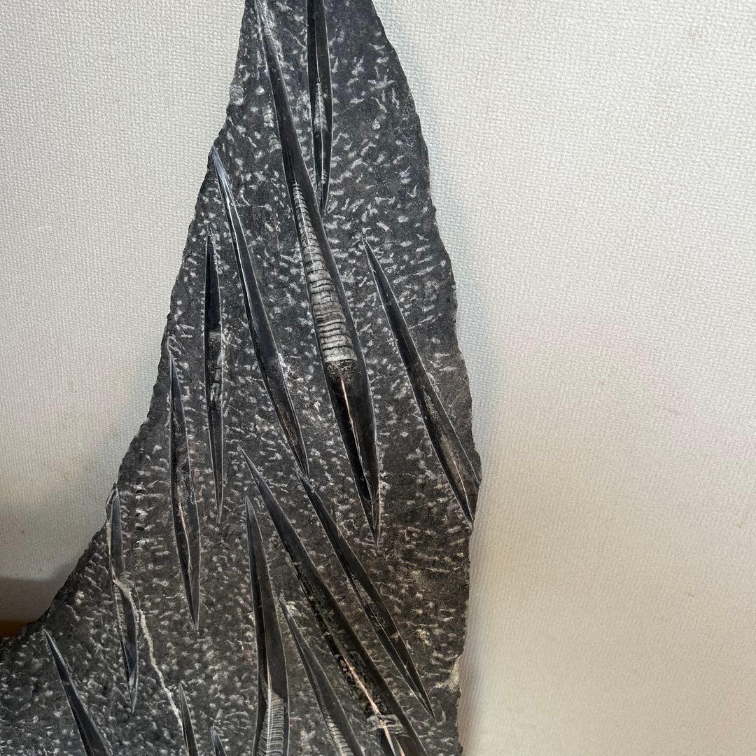 オルソセラス化石複数 片面磨き