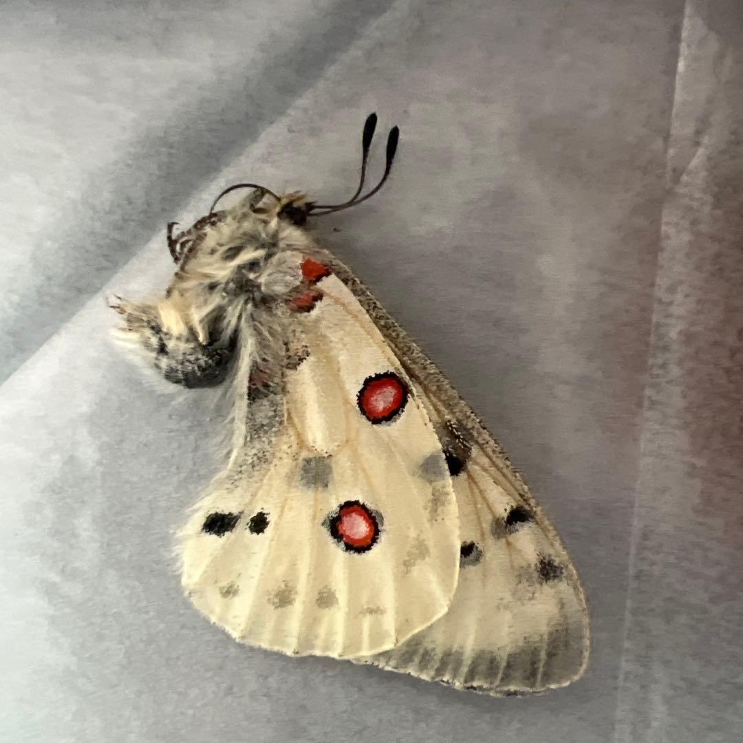 ノミオンを含むモンゴル産 三角紙標本7頭セット