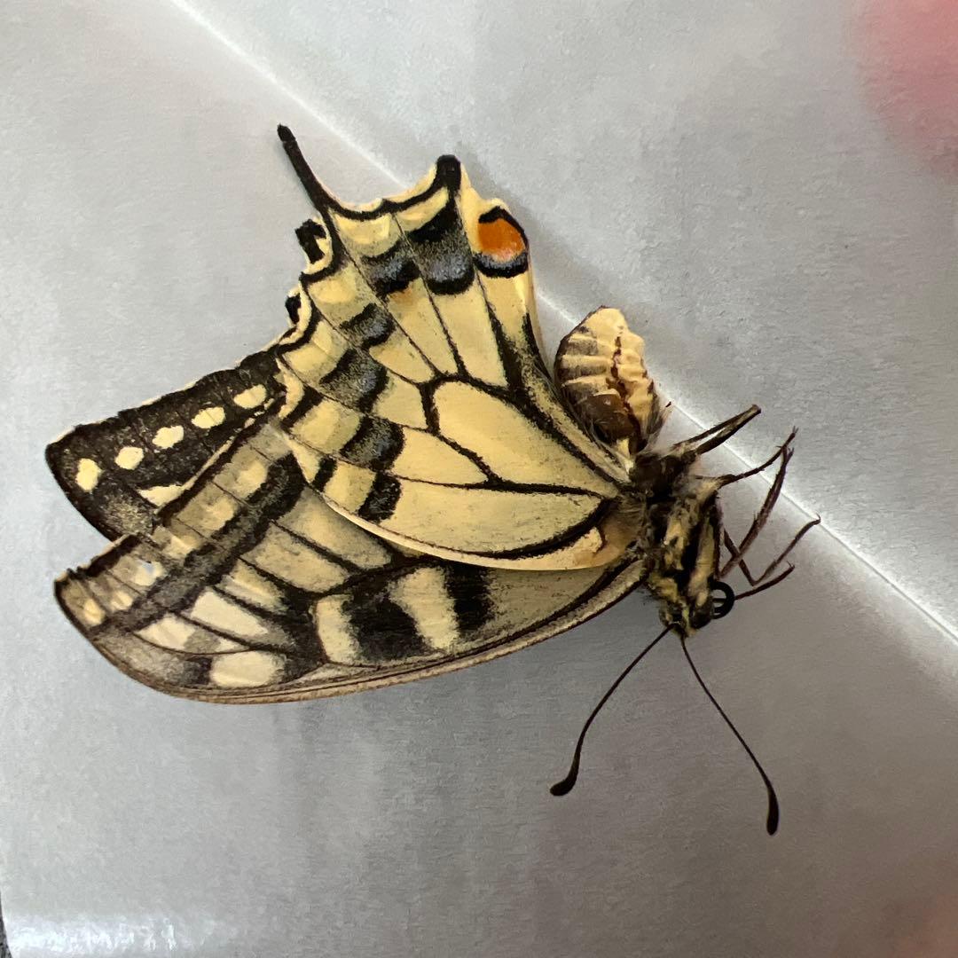 オオイチモンジ モンゴル産10頭セット売り